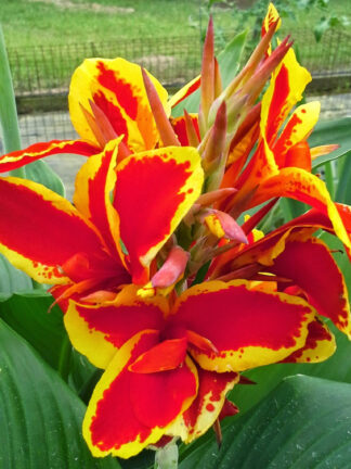 Canna Lucifer
