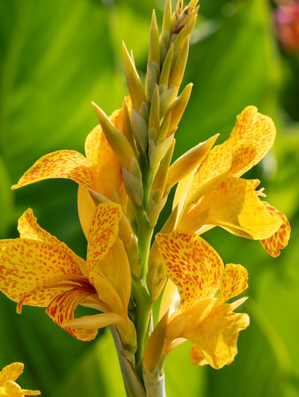 Canna Picasso