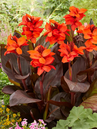 Canna Happy Julia