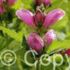 Chelone obliqua