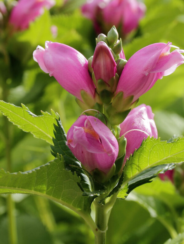 Chelone obliqua - bag