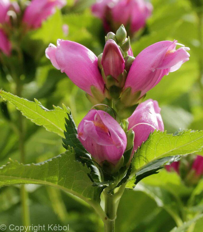 Chelone obliqua