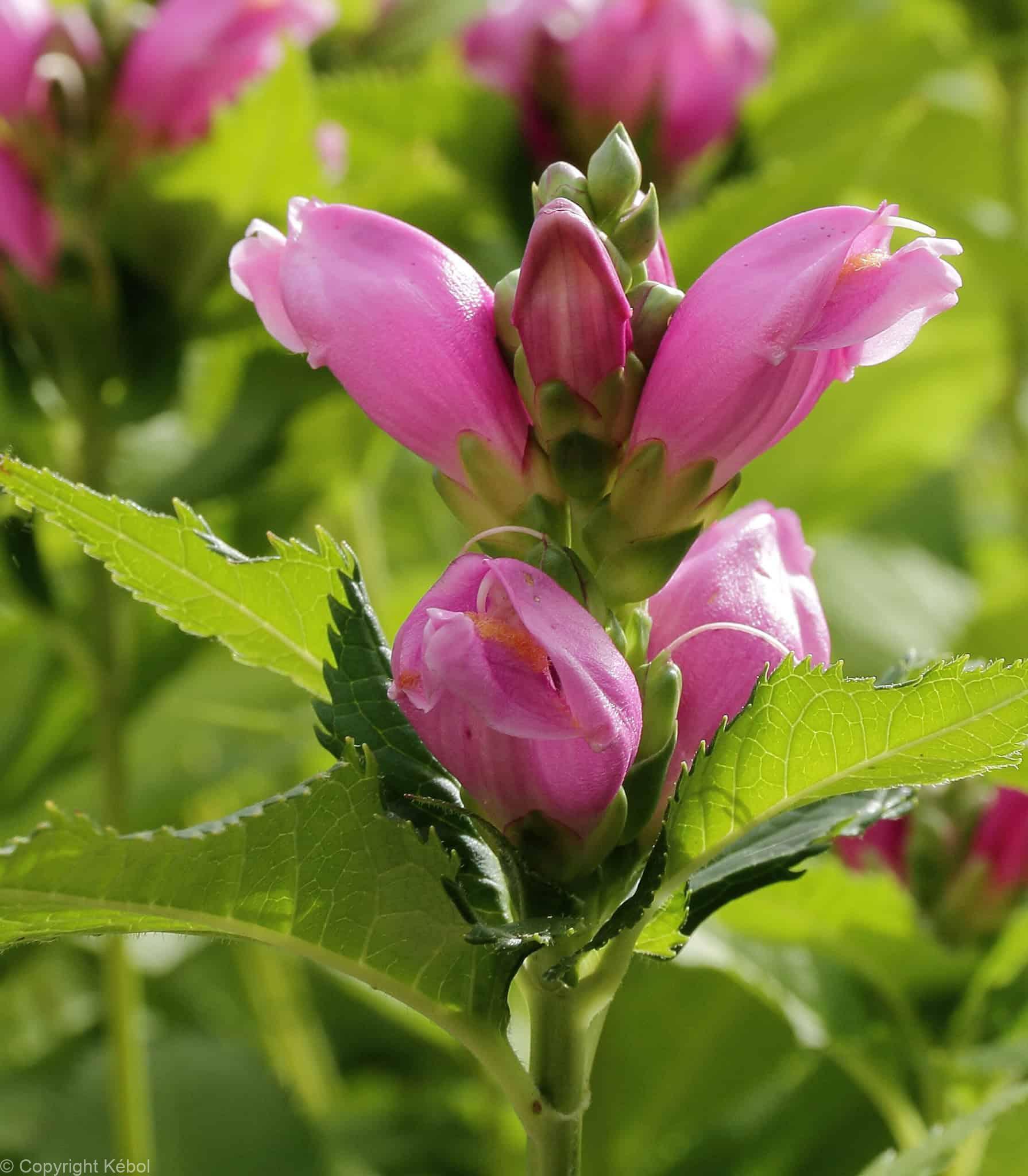 Chelone obliqua