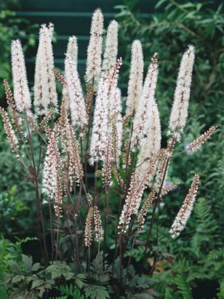 Cimicifuga  Atropurpurea