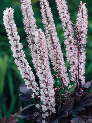 Cimicifuga  Pink Spike