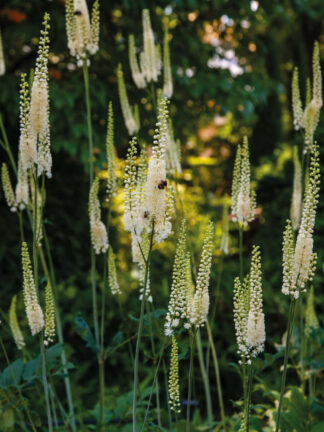 Cimicifuga  var. Cordifolia
