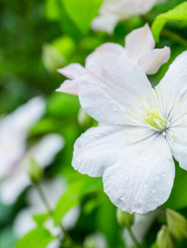 Clematis Madame Le Coultre