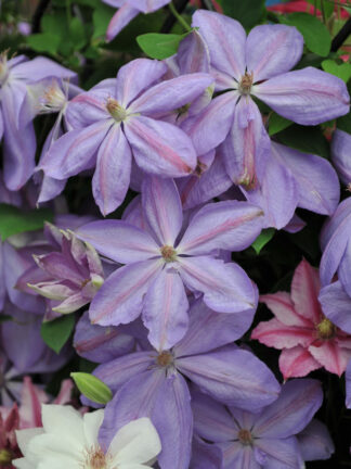 Clematis Mrs. Cholmondeley