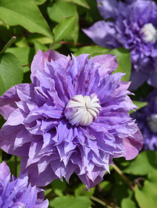 Clematis Multi Blue
