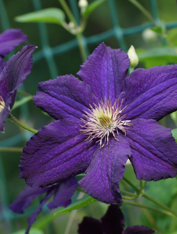 Clematis Rasputin
