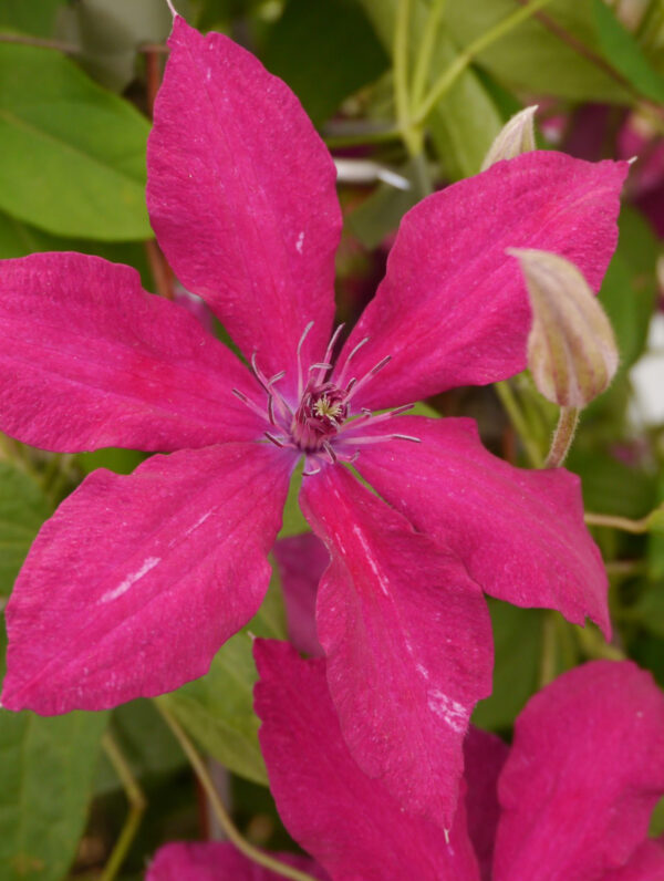 Clematis Rüütel