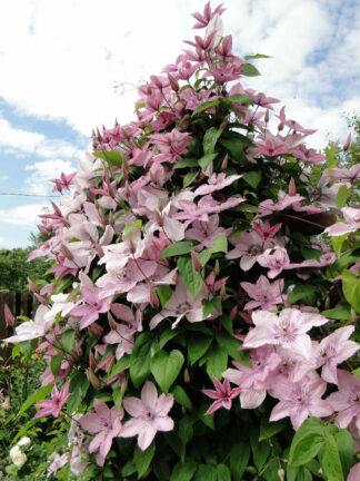 Clematis  Hagley Hybrid