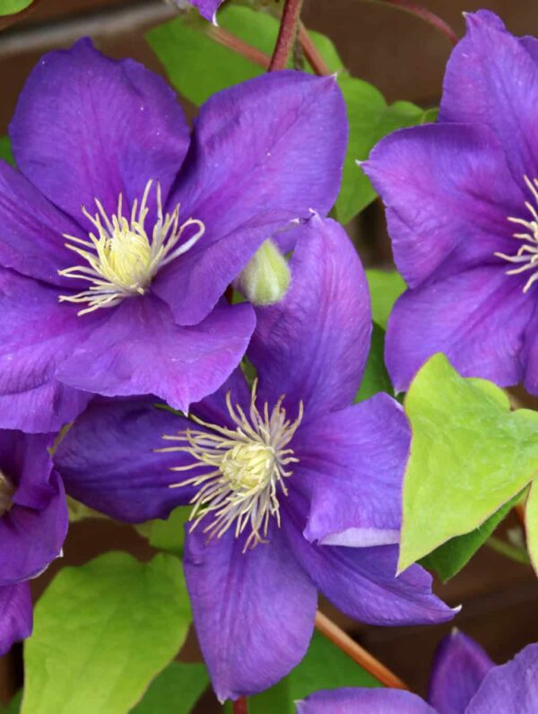 Clematis  Jackmanii
