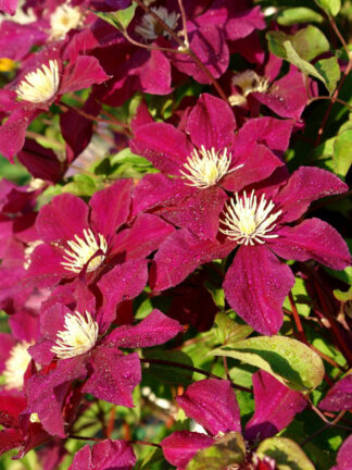 Clematis  Rouge Cardinal