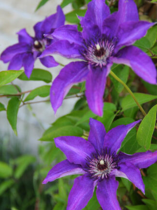 Clematis  The President