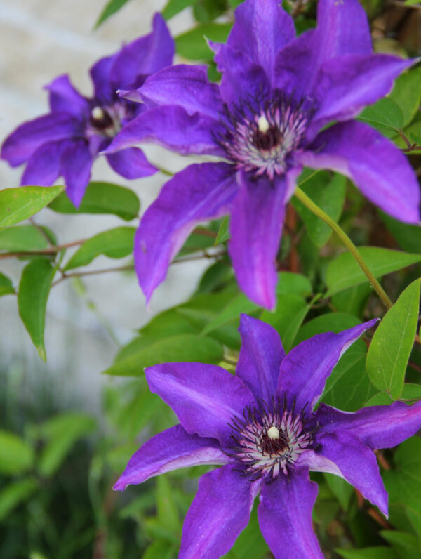 Clematis  The President
