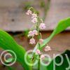 Convallaria Rosea