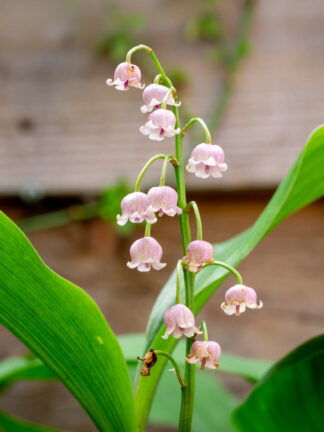 Convallaria  Rosea