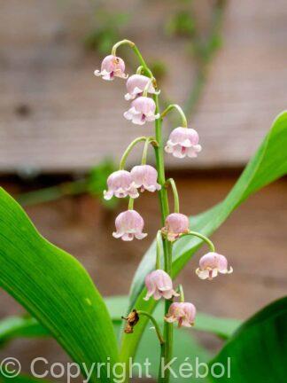 Convallaria Rosea - bag