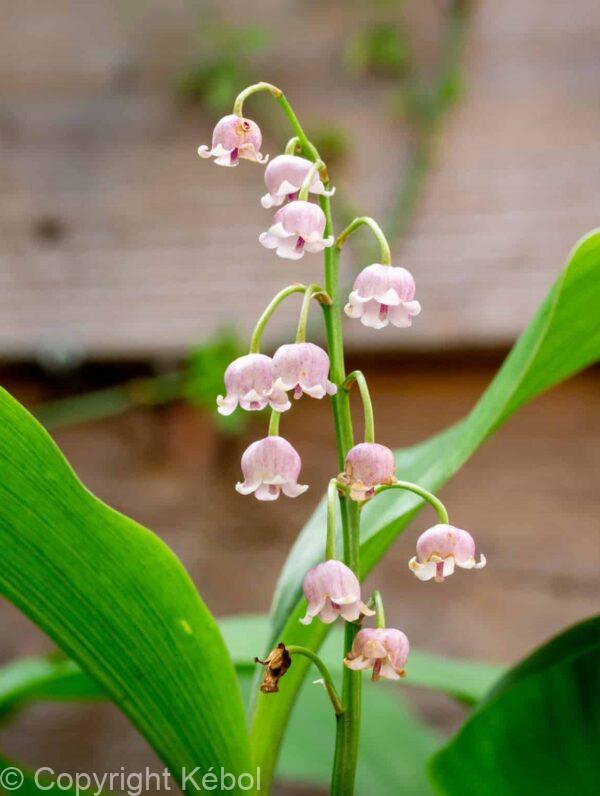 Convallaria Rosea