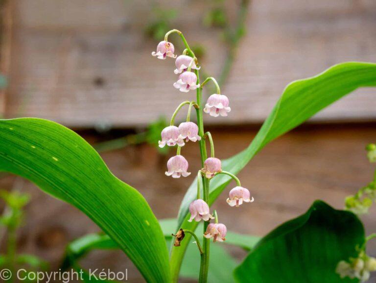 Convallaria Rosea