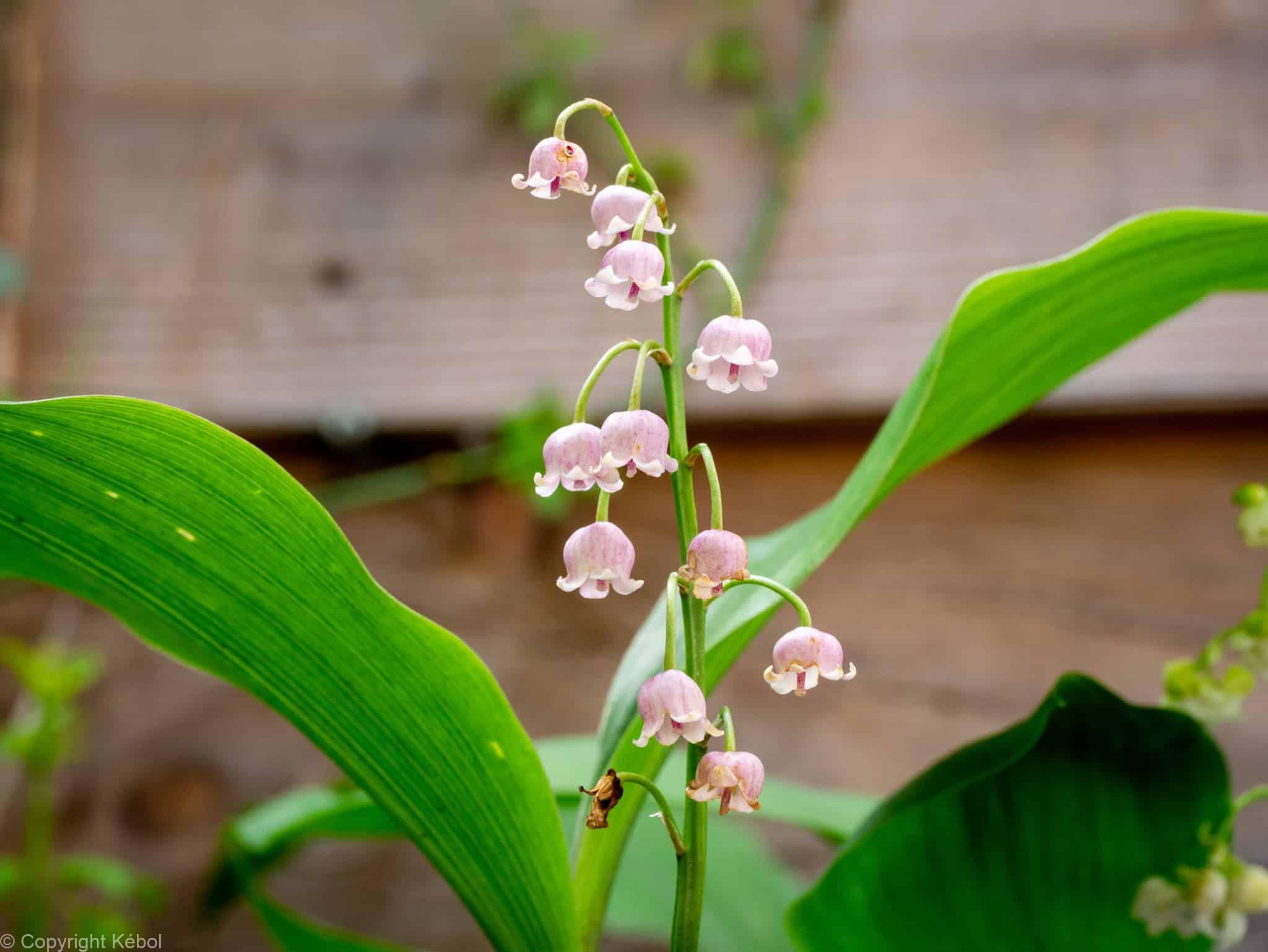 Convallaria Rosea