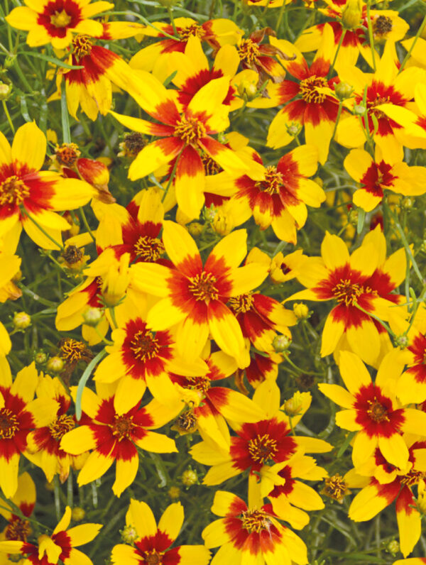 Coreopsis  Curry Up