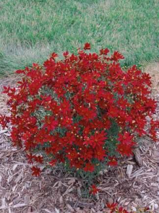 Coreopsis  Hot Paprika