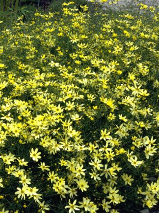 Coreopsis  Moonbeam