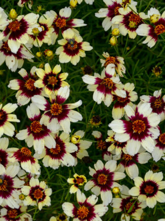 Coreopsis  Red Hot Vanilla