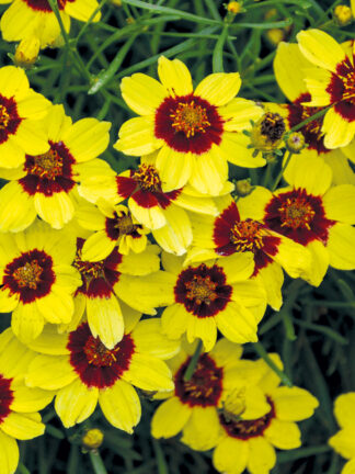 Coreopsis  Sassy Saffron
