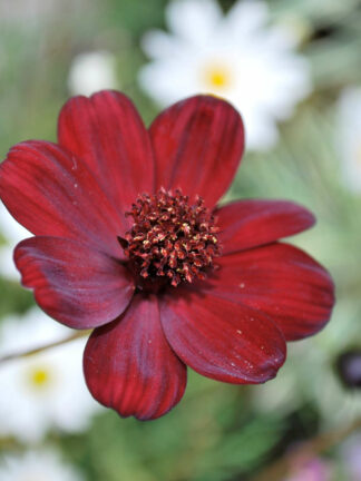 Cosmos  Atrosanguineus