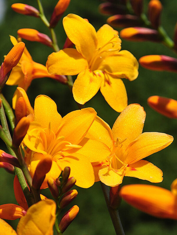 Crocosmia  Columbus
