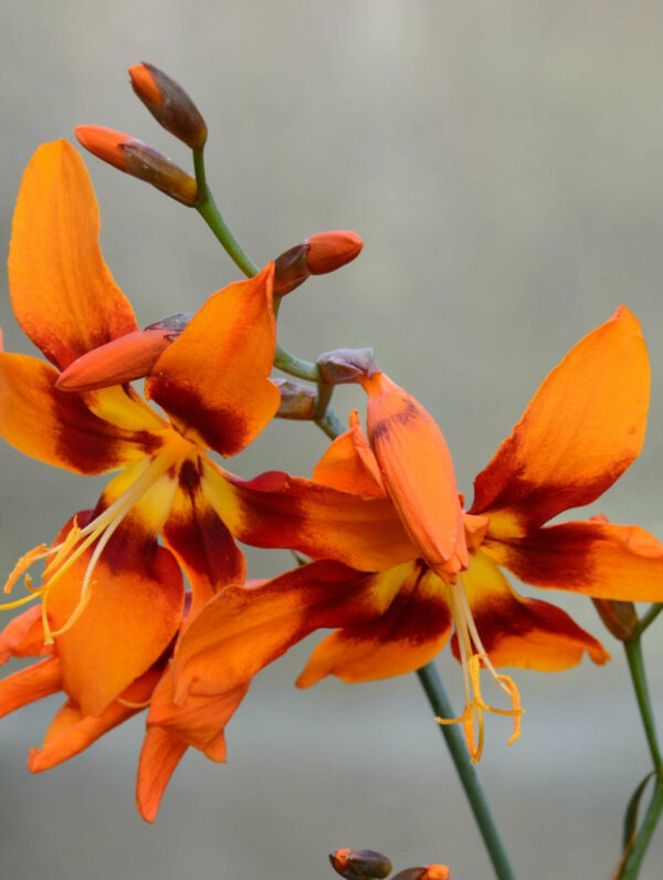 Crocosmia  Emily McKenzie