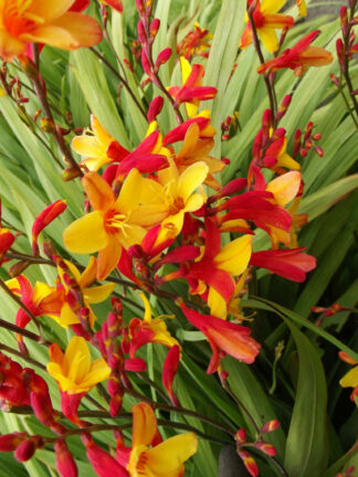 Crocosmia Harlequin