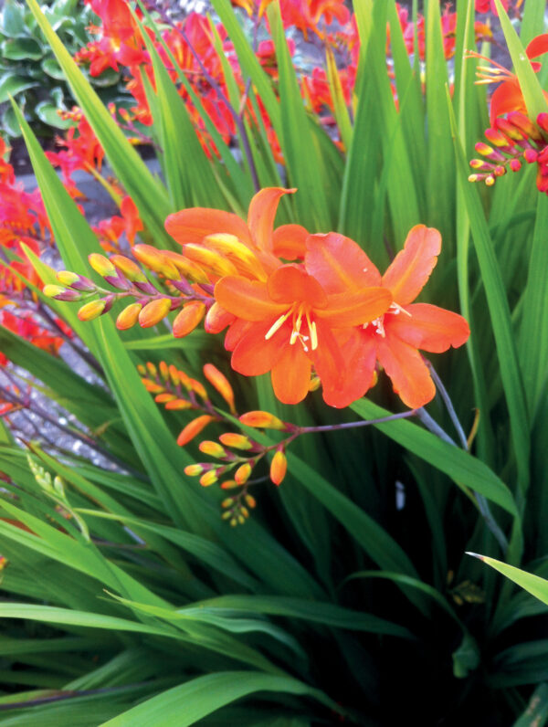 Crocosmia  Limpopo