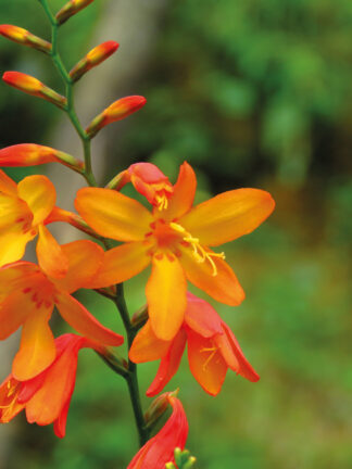Crocosmia Mini Star