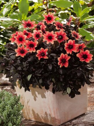 Dahlia Dragon Ball