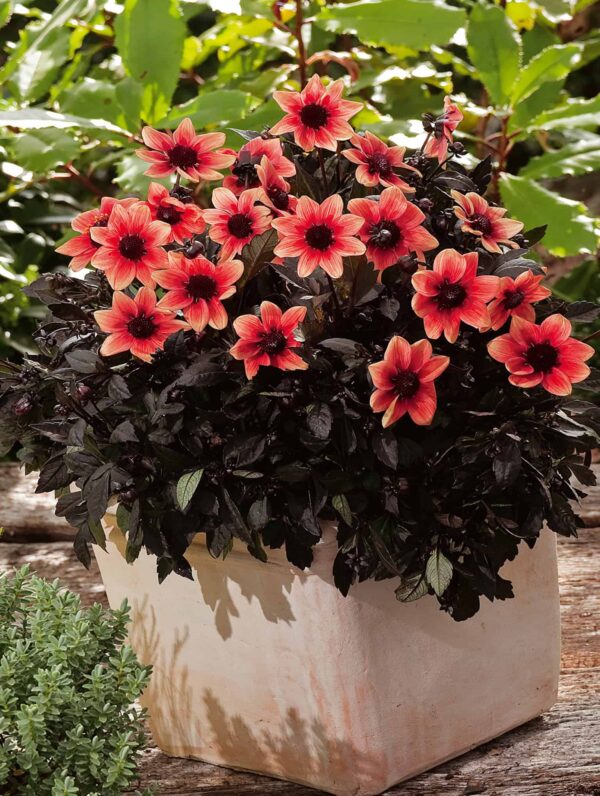 Dahlia Dragon Ball