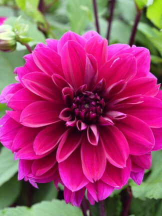 Dahlia Thomas A. Edison