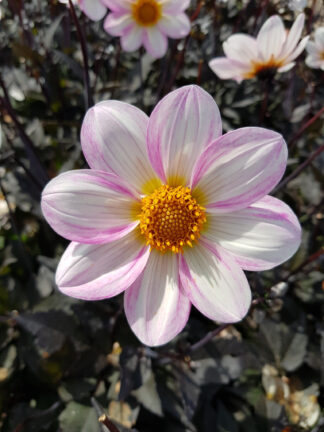 Dahlia Dahlegria White