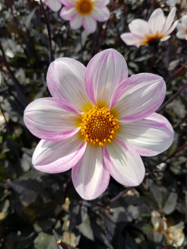 Dahlia Dahlegria White