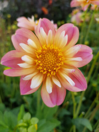 Dahlia Pepita Pink