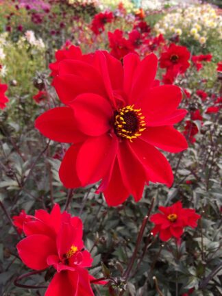Dahlia  Bishop of Llandaff