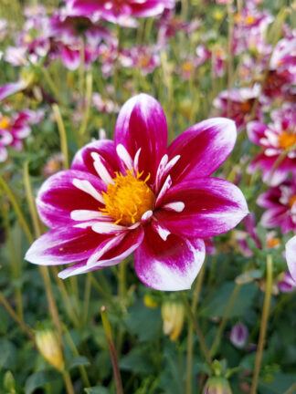 Dahlia Fabula