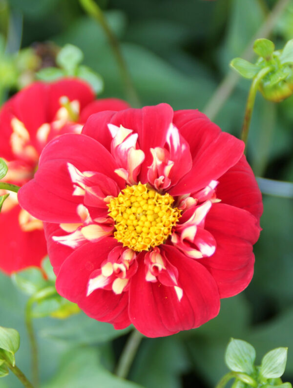 Dahlia Festivo