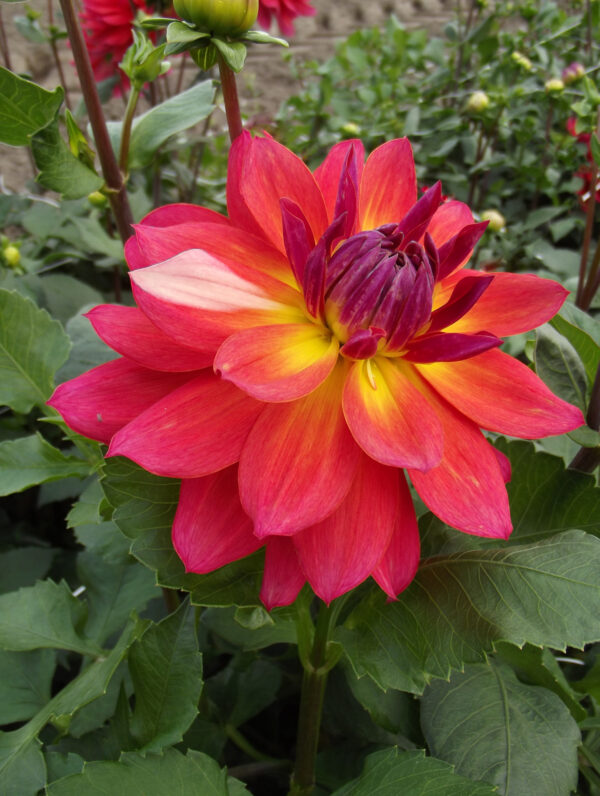 Dahlia  Firepot