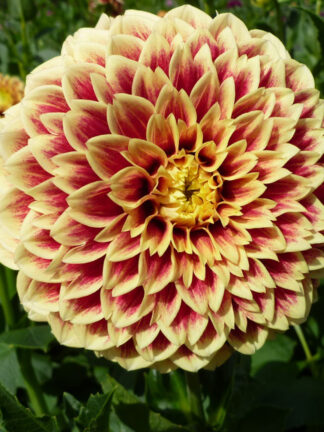 Dahlia  Jowey Hubert