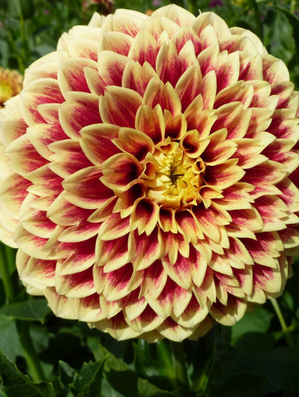Dahlia  Jowey Hubert