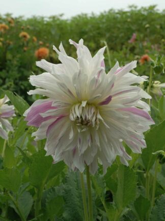 Dahlia  Mom's Special